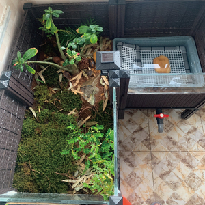 黄缘龟养殖箱生态造景缸透明玻璃板观赏宠物植物种植箱