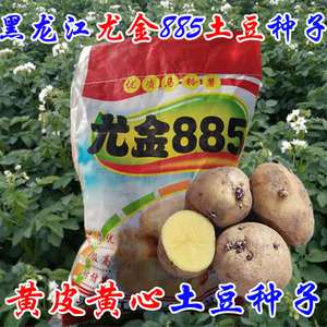 尤金885土豆种子黑龙江特产早熟土豆种黄皮黄心甜面起沙马铃薯种