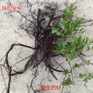 00亳州知源堂中药材批发淘宝中药材 寻骨风 寻骨风根 清骨凤 猫耳朵