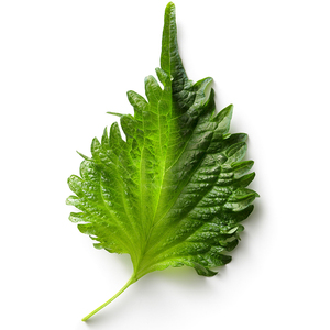 日本新鲜紫苏叶