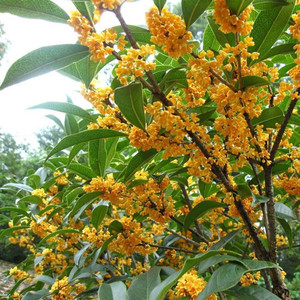 室内室外盆栽花卉植物 浓香型桂花树苗 日香桂 桂花苗 四季开花