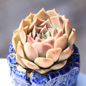 财路/景天科二木的花园新手多肉植物创意盆栽阳台趣味绿植满包邮