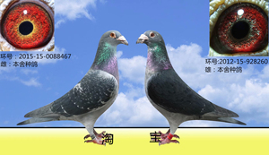 李鸟吴淞国血信鸽