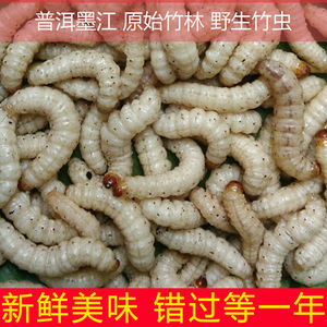 竹节虫活体