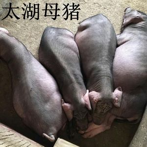 苏太母猪