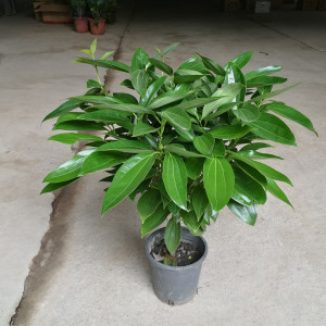 70cm平安树客厅室内大盆栽绿植花卉盆景幸福树四季常青植物0.7米