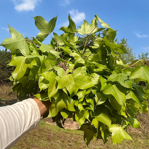 广西新鲜野生枫叶1斤黑色糯米饭纯天然植物染色食用乌米饭五色饭