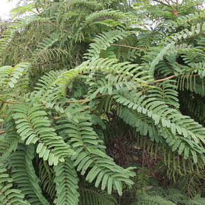 野生新鲜南蛇簕500克 苦石莲 南蛇勒 老鸦枕头猫爪簕喙荚云实枝叶
