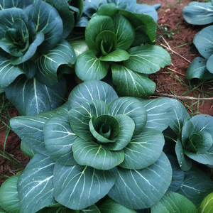 特矮黑叶苏州青种籽秋季耐寒晓富珍品88青梗菜四季蔬菜青菜种籽孑