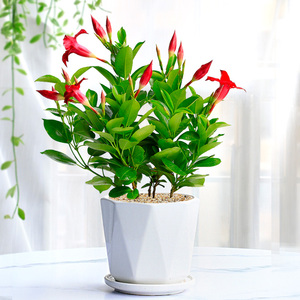 飘香藤花盆栽带花苞双喜藤浓香爬藤花卉观花植物阳台庭院四季开花