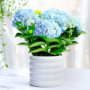 无尽夏绣球花开花