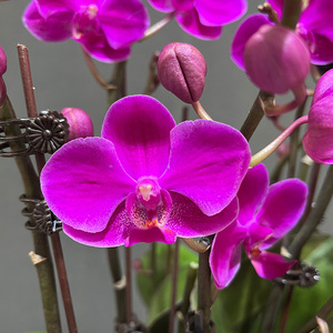 满天红蝴蝶兰花苗带花带花苞