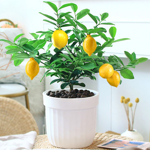 柠檬树盆栽在家里禁忌图片