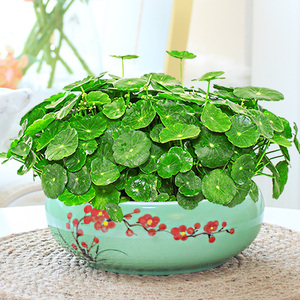 水培植物室内招财盆栽客厅桌面绿植花卉趣味转运金钱草带叶铜钱草