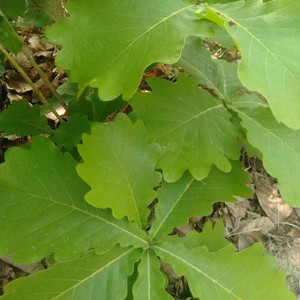 80136人付款淘宝野生新鲜粽叶干粽叶柞树叶槲叶菠萝叶桲椤叶精选大号