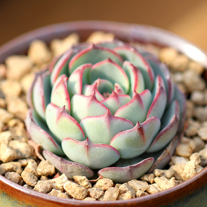 ak多肉花卉 恩西诺 萌物多肉植物办公室内盆栽花卉绿植