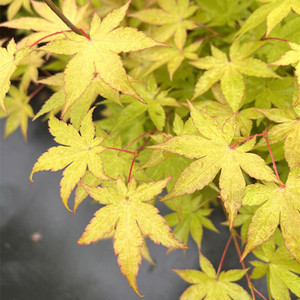 枫树 夏金 夏季黄绿色 阳台盆栽 花园地栽枫树