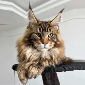 缅因猫幼猫纯种银虎斑棕虎斑凯米尔色烟灰巨型库恩猫咪活物宠物猫