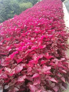 血苋花卉盆栽苗四季可采红靛一口红 汉宫秋 红叶苋多年生植物香草