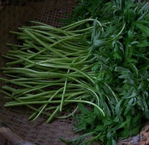 海南黎族野菜图片图片