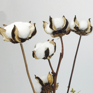 [棉花干枝]天然棉花干枝 棉花花束干花真花酒吧客厅婚庆拍摄道具