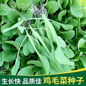鸡毛菜种子蔬菜种籽四季小白菜青菜上海青菜种籽阳台盆栽菜籽种孑