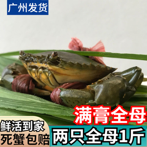 南沙青蟹鲜活野生超大特大满黄红膏蟹螃蟹黄油蟹全母1斤两只顺丰