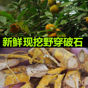 黄蛇根