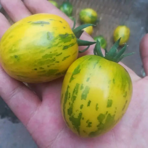 东北柿子自然熟虎皮柿子孕妇水果皮球柿子现摘草莓柿子