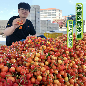 山东黄蜜黄水晶佳红雷尼纯甜大樱桃新鲜车厘子孕妇水果5整箱顺丰