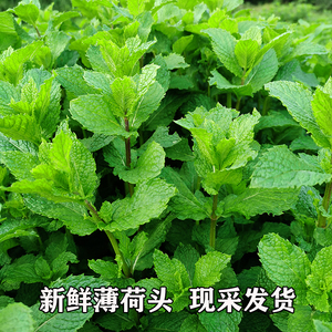 贵州省野生狗肉香新鲜现摘留兰香薄荷叶食用鱼香菜农产品调酒泡茶