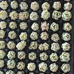 多肉植物玉如意,105孔穴盘苗,拍一份发105颗,带土球发货