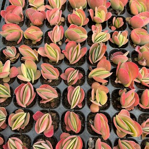 多肉植物唐印穴盘苗,拍一份发1o5颗,105孔,99元包邮,带穴盘发