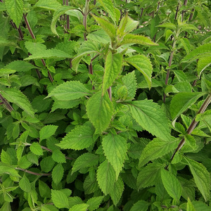深山新苦溪黄草种子中草药益肝茶叶祛湿茶熬夜茶包干溪黄茶种子
