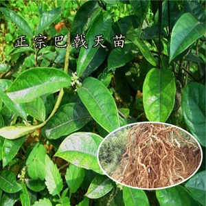 巴戟天巴戟种子野巴戟天苗高产巴戟苗正宗中药材巴戟天种苗鸡肠风