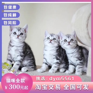 116美国短毛猫美短猫小猫活物猫咪活幼体宠物猫幼崽标斑加白起司