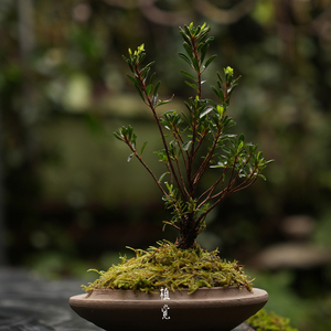 植觉 早乙女杜娟 山野植物盆栽观叶案台小品盆景