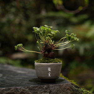 植觉【三叶草】山野酢浆草盆栽观叶案台小品盆景茶室空间开花植物