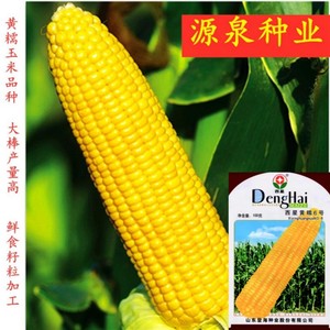 西星黄糯6号玉米种子薄皮香糯甜糯香高产大棒鲜食玉米种籽审定种