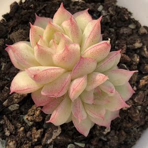 媋藤园艺 桃熏女王女王玫瑰 一物一拍韩国多肉白女王红女王