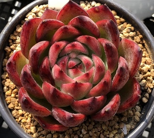 媋藤园艺 篝火 一物一拍东云系单头多肉韩货贵货红色血斑暗纹