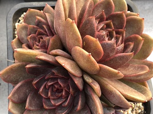 媋藤园艺 紫水晶玫瑰 一物一拍黑水晶多头群生多肉植物糖心精品
