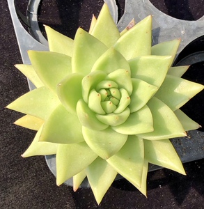 媋藤园艺 黄金玛利亚黄金玛丽亚 大单头一物一拍母本级多肉乌木