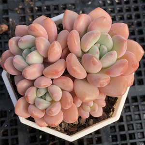 媋藤园艺 白露 白鹭多肉植物一物一拍多头群生阳台好养