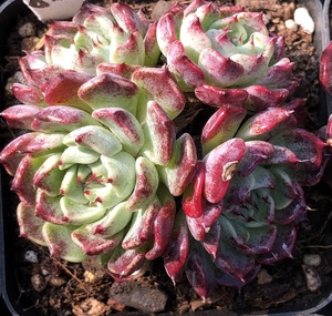 媋藤园艺 砂罗姬沙罗姬牡丹 一物一拍好养精品多肉植物韩国进口