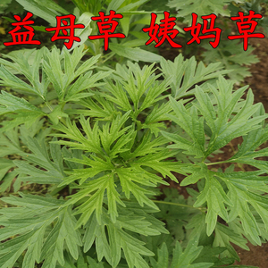 新鲜益母草野生现摘大姨妈草艾叶煮水泡茶泡脚益母草苗散装整棵