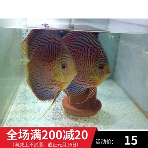 热带鱼孔雀繁殖_繁殖什么热带鱼赚钱_热带鱼红箭繁殖