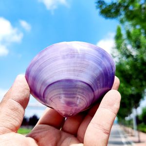 紫蛤贝壳