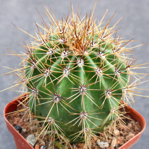 实生巨人柱 大型沙生耐旱露养仙人球 仙人掌科桌面植物小盆栽花卉