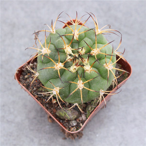 实生新世界仙人球 开花强刺属多肉植物好养小盆栽 办公室花卉肉肉